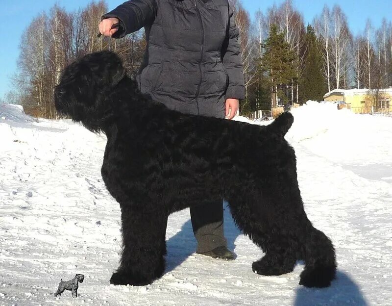 черный терьер мини. чёрный терьер китайскийл. русский черный терьер на задних лапах. рчт порода. московский черный терьер.