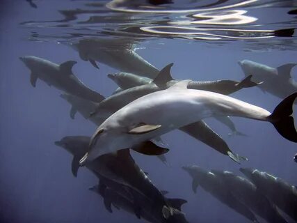 The dolphin a fish