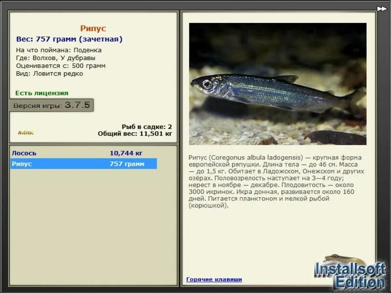 сиг и рипус отличия. рипус рыба. рипус и сиг. рипус рыба. рипус что за рыба где водится.