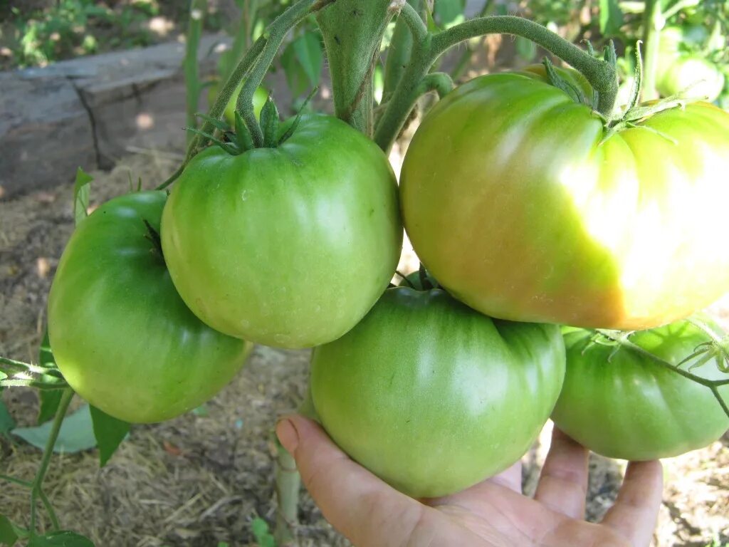 Помидоры сорт фиделио. Сорт томатов фиделио описание сорта. Фиделио томат сибирский. Помидоры сорт фиделио. Помидоры сорт фиделио.