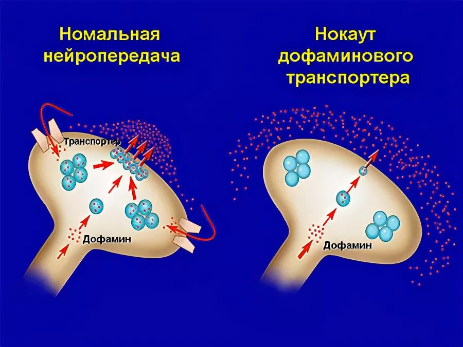 Дофаминовая зависимость. Дофамин механизм действия. Наркотики и нейромедиаторы. Дофаминовые зависимости. Серотонин молекулярные механизмы.