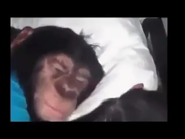 Работа ержана