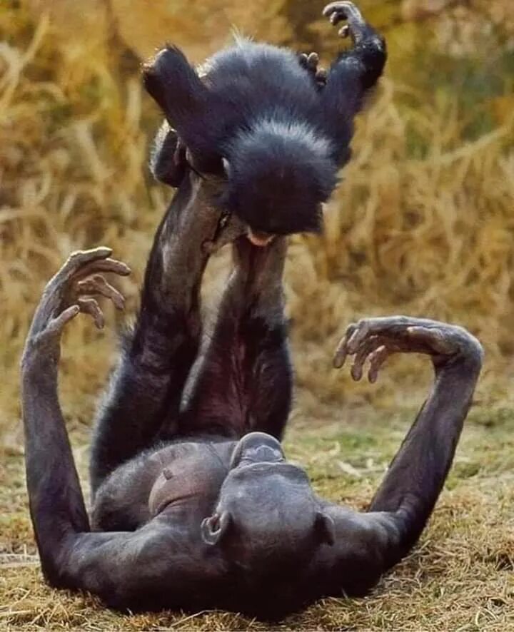 Шимпанзе бонобо спариваются. Бонобо охотятся. Бонобо спаривание. Самка бонобо.