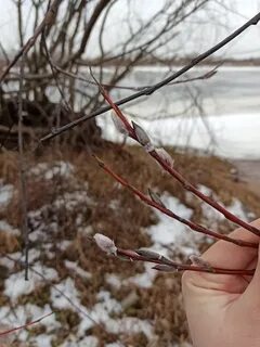 На огороде распустилась
