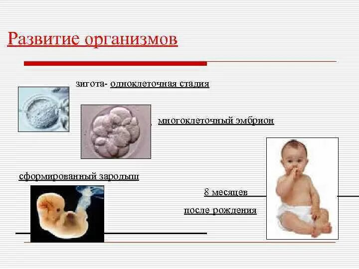 Этапы развития организма. Зигота зародыш эмбрион. Стадии развития организма. Что развивается из зиготы.