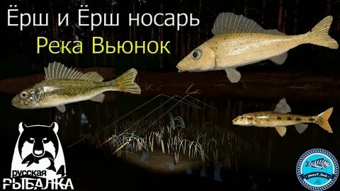 Вьюнок ерш носарь