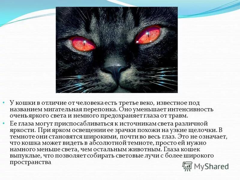 Описание глаз кошки. Зрение кошки и человека. Отличие глаз кошки и человека. Что означают глаза кошки.