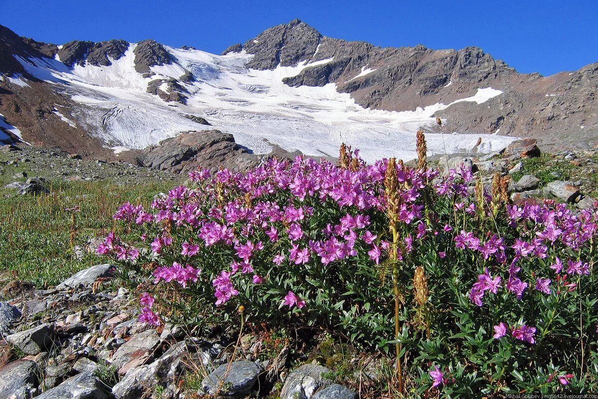 Flora of russia. Горные Луга Приэльбрусья. Альпийские Луга Приэльбрусья. Рододендрон Лагонаки.