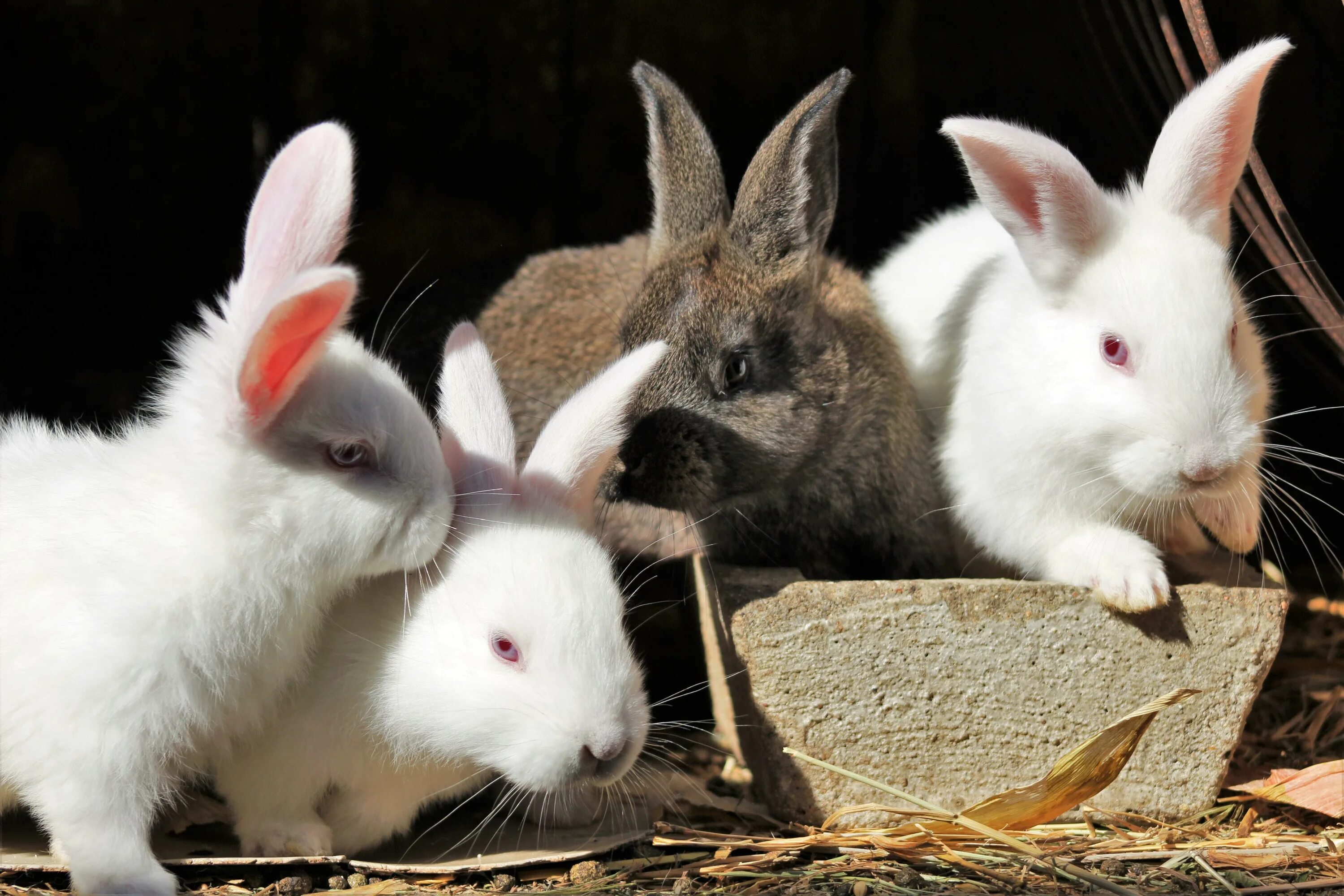 Six rabbits