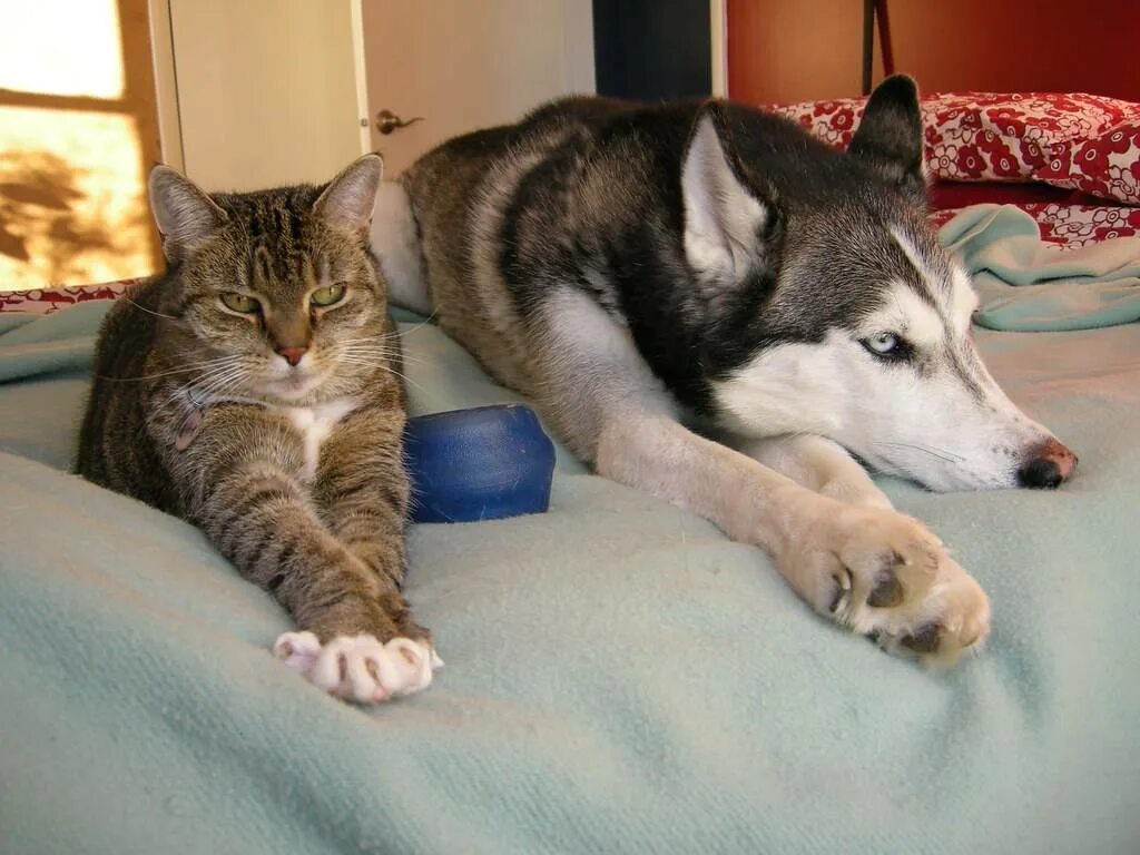 Хаски и кот. Сибирский хаски +кошка. хаски и кошка. хасбик с кошкой.