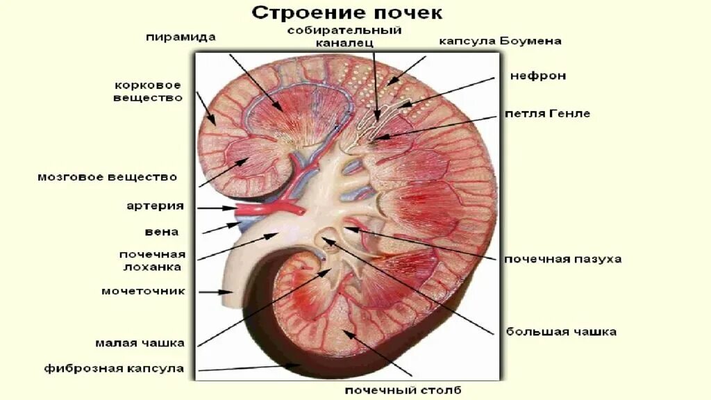 На рисунке 2 изображено строение почки. Строение почки анатомия Синельников. Строение почки капсула. Почка строение анатомия ЕГЭ. Строение чашечки почки.