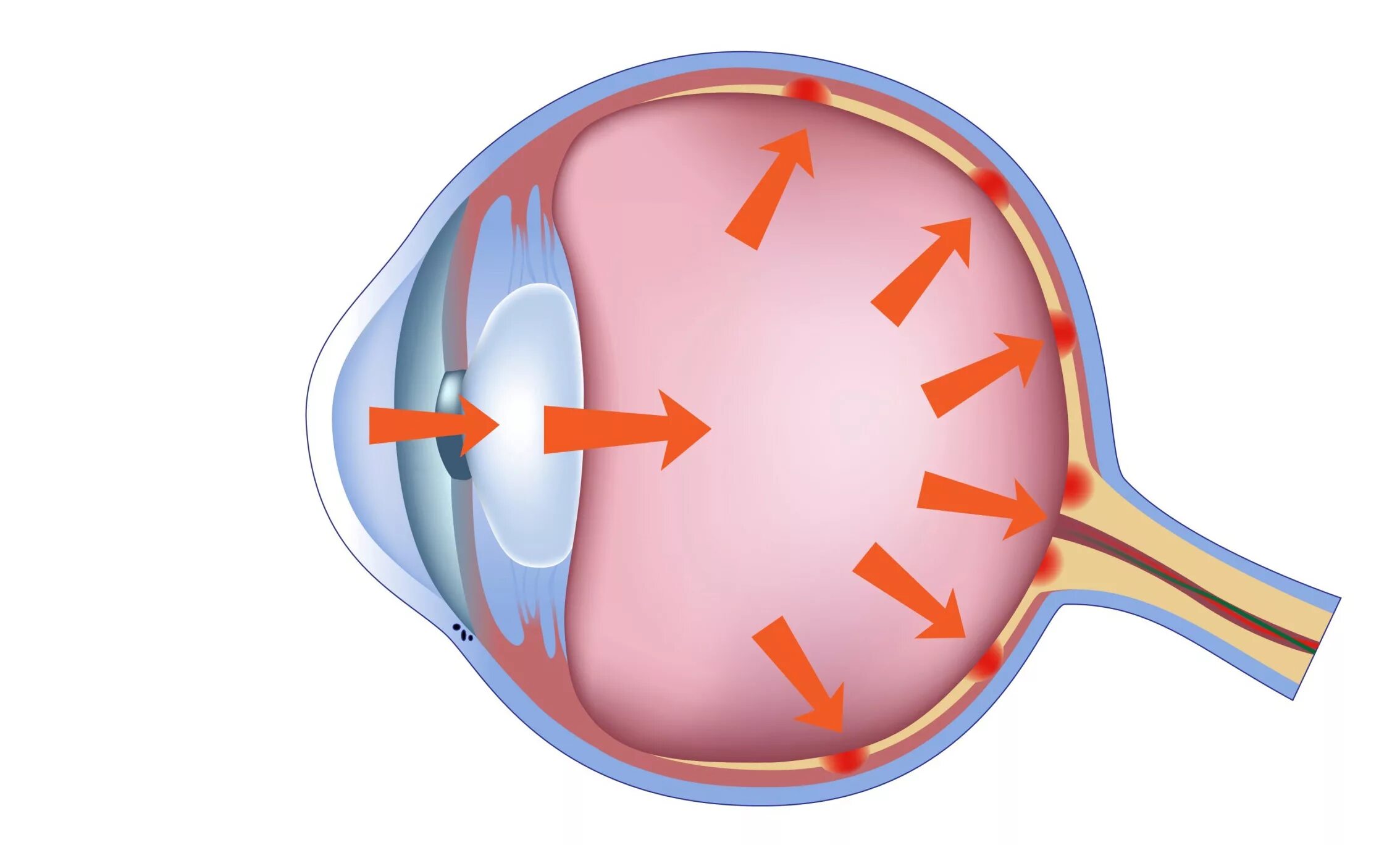 Внутриглазное давление глаукома. Анатомия глаза внутриглазное давление. Внутри глазнок давление. Внутреннее глазное давление.