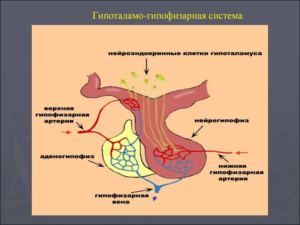 Гипофиза гипоталамо-гипофизарная система. 5. Гипоталамо-гипофизарная система. Структура гипоталамо-гипофизарной системы. 6. Гипоталамо-гипофизарная система.