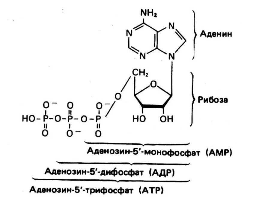 Молекула содержащая рибозу