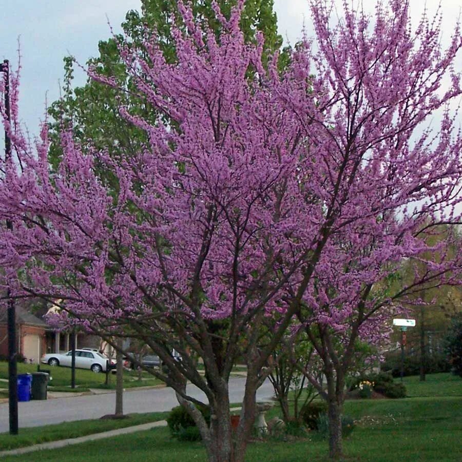 Церцис канадский. Цертис фото. Багрянник канадский (cercis canadensis). Багрянник канадский. Церцис канадский.
