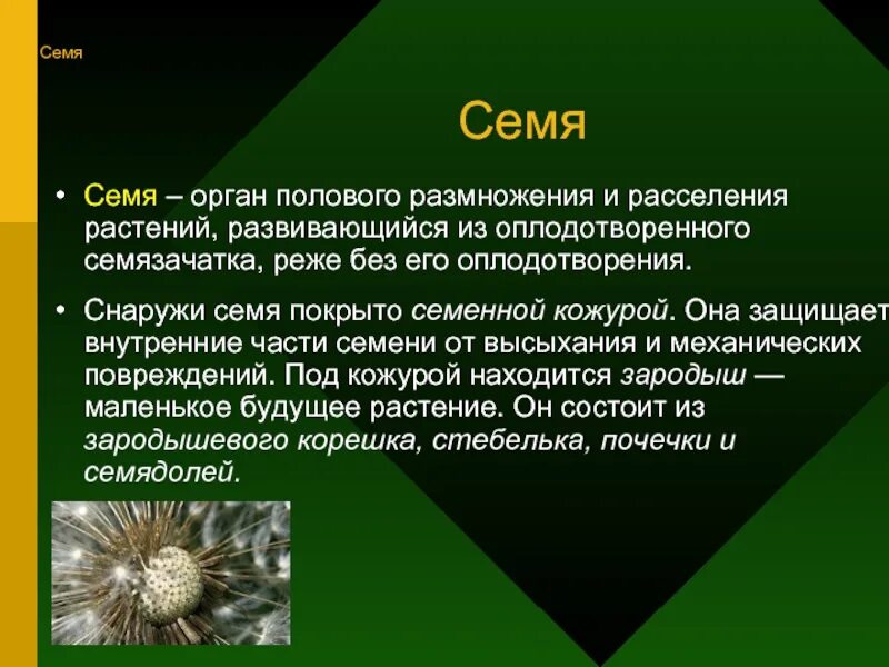 Орган размножения и расселения. Вывод семенные растения. Семя орган размножения растений. Семя орган полового размножения и расселения растений. Доклад по биологии на тему семена.