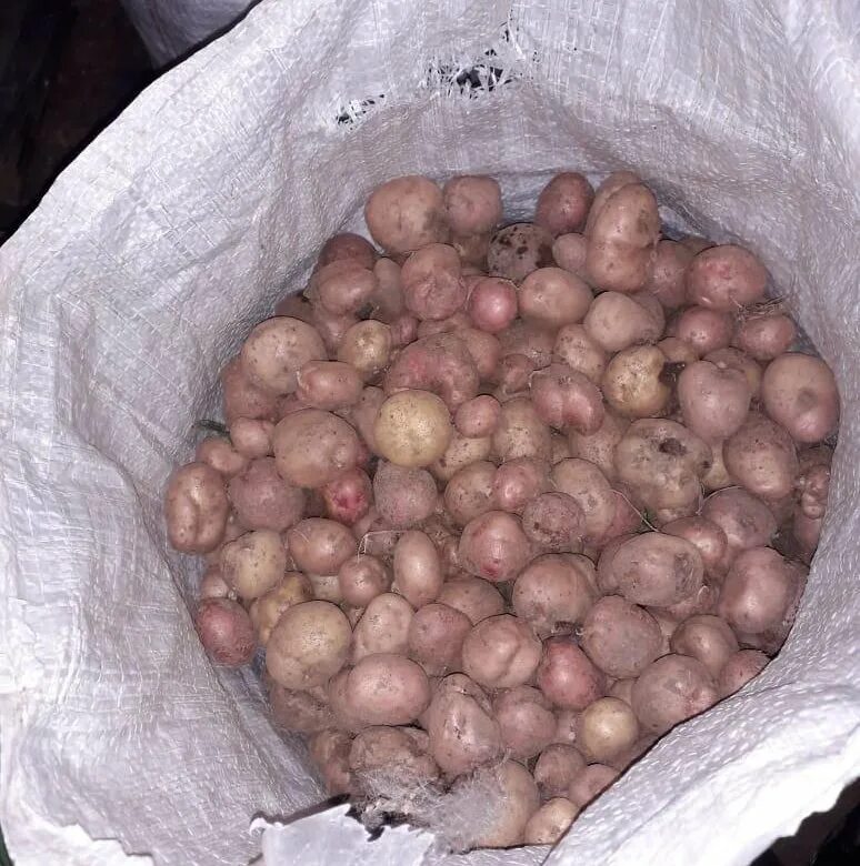 Картофель на корм куплю. Мелкая картошка. Мелкий картофель в мешках. Картофель мелкий ~ 1кг. Мелкая кормовая картошка.