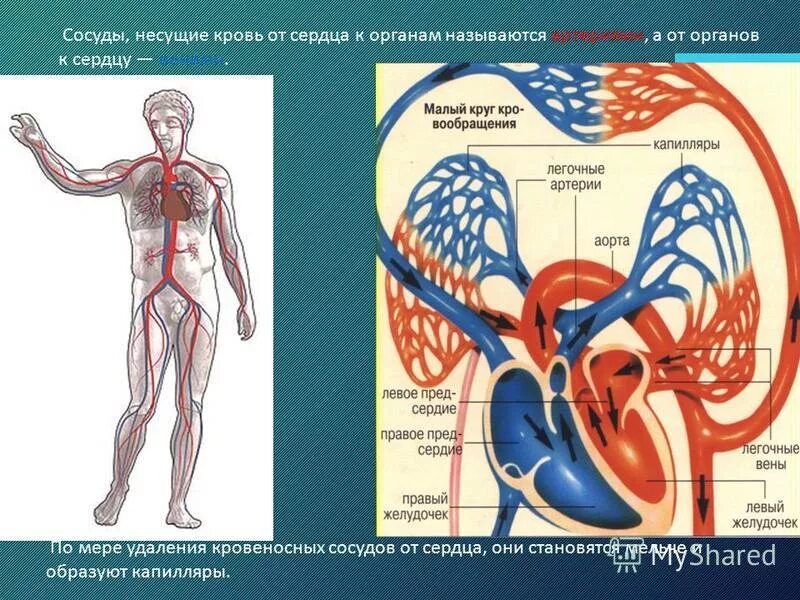 Сосуды которые несут кровь от сердца к органам называются. Сосуды несущие кровь к сердцу. Кровеносные сосуды несущие кровь от сердца к органам. Возвращают кровь к сердцу