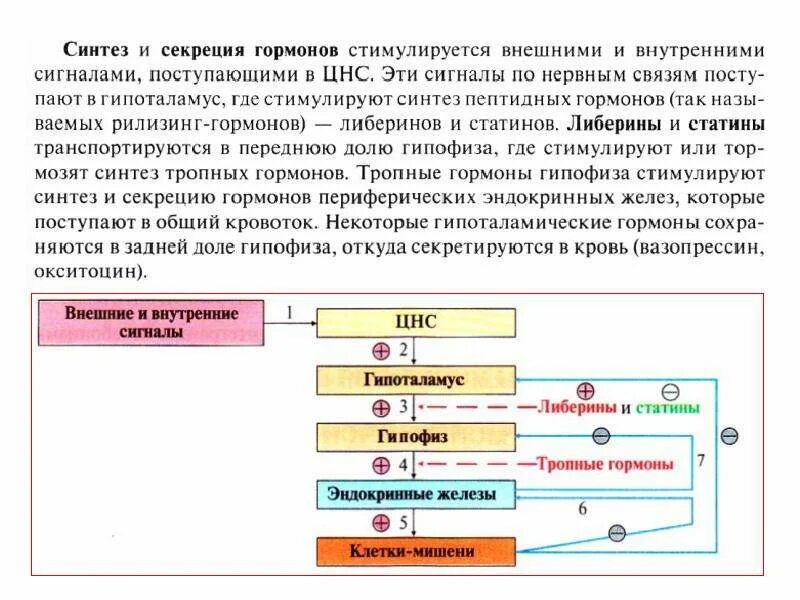 Синтез секреция транспорт гормонов физиология. Либерины статины гормоны гипофиза биохими. Механизмы секреции гормонов биохимия. Механизм секреции и синтеза гормонов.