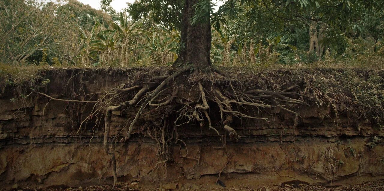 Корни дерева. Корни дерева под землей. Дерево с большой корневой системой. Дерево с длинными корнями.