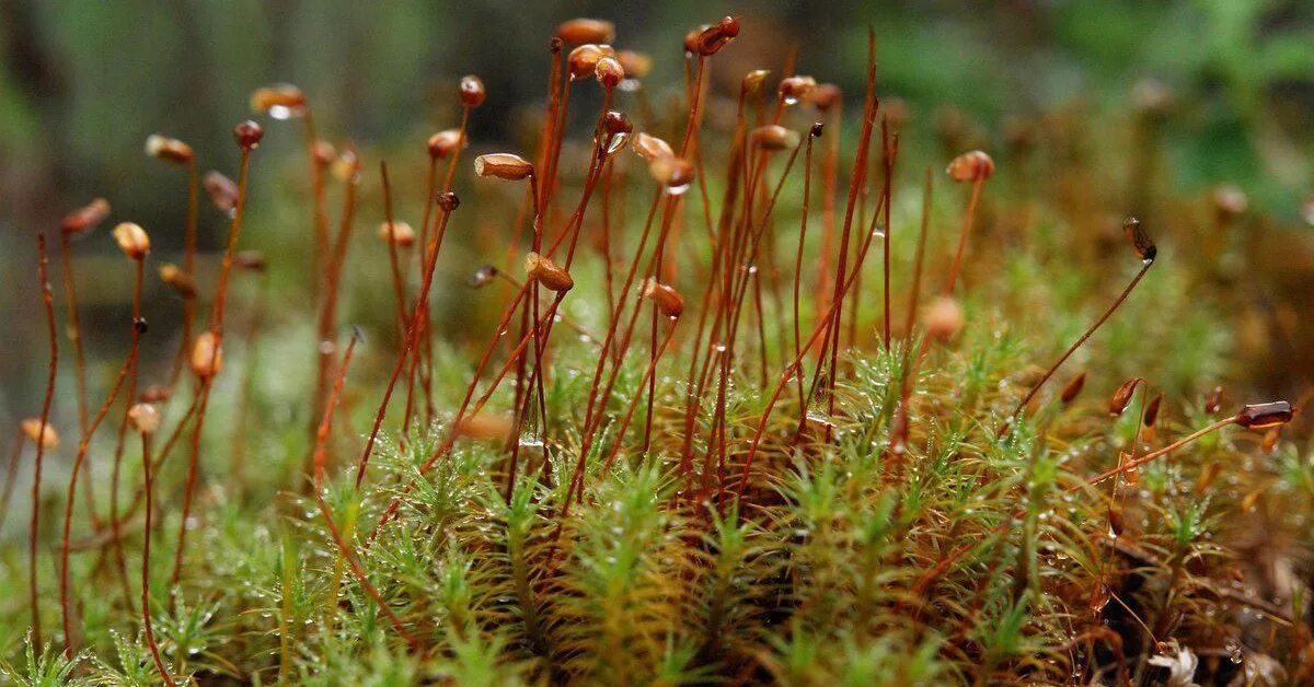 Хвощевые мхи. Фунария мох. Моховидные растения сфагнум. Спорангий сфагнума. Мох споровидный.