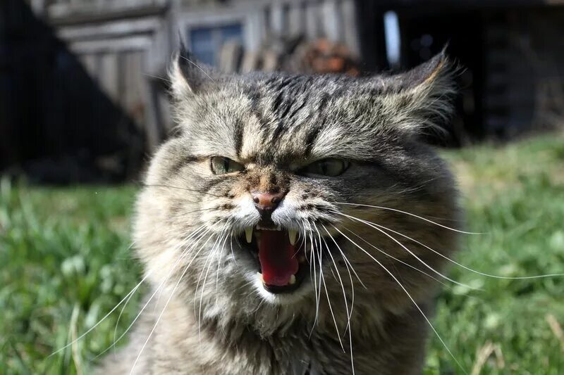 довольная рожа. блаженный кот. счастливый кот. котенок сидит. деревенские коты.