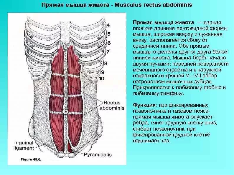 Передняя прямая мышца живота. Сухожильные перемычки прямой мышцы живота. Поперечная мышца живота вид сбоку. Функция прямой мышцы живота. Функция прямой мышцы живота (m. rectus abdominis):.