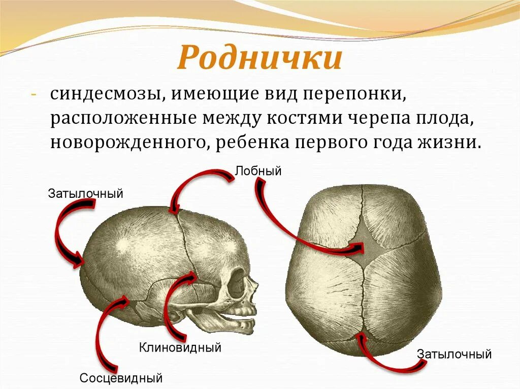 Швы и роднички. Соединение костям черепа роднички. Соединения костей черепа анатомия швы. Соединения костей черепа швы роднички. Соединения костей черепа синдесмозы роднички.