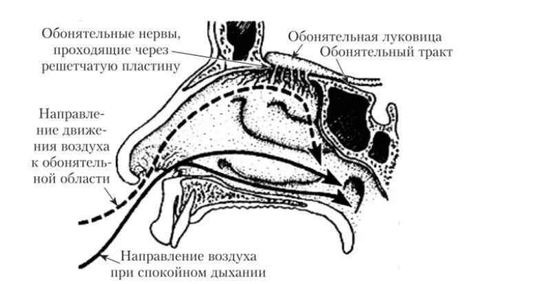 Обонятельный анализатор строение. Обонятельный анализатор анатомия схема. Строение периферического отдела обонятельного анализатора. Строение периферического отдела обонятельного анализатора схема. Обонятельный нерв отдел анализатора