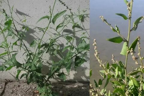 Раскидистая это какая