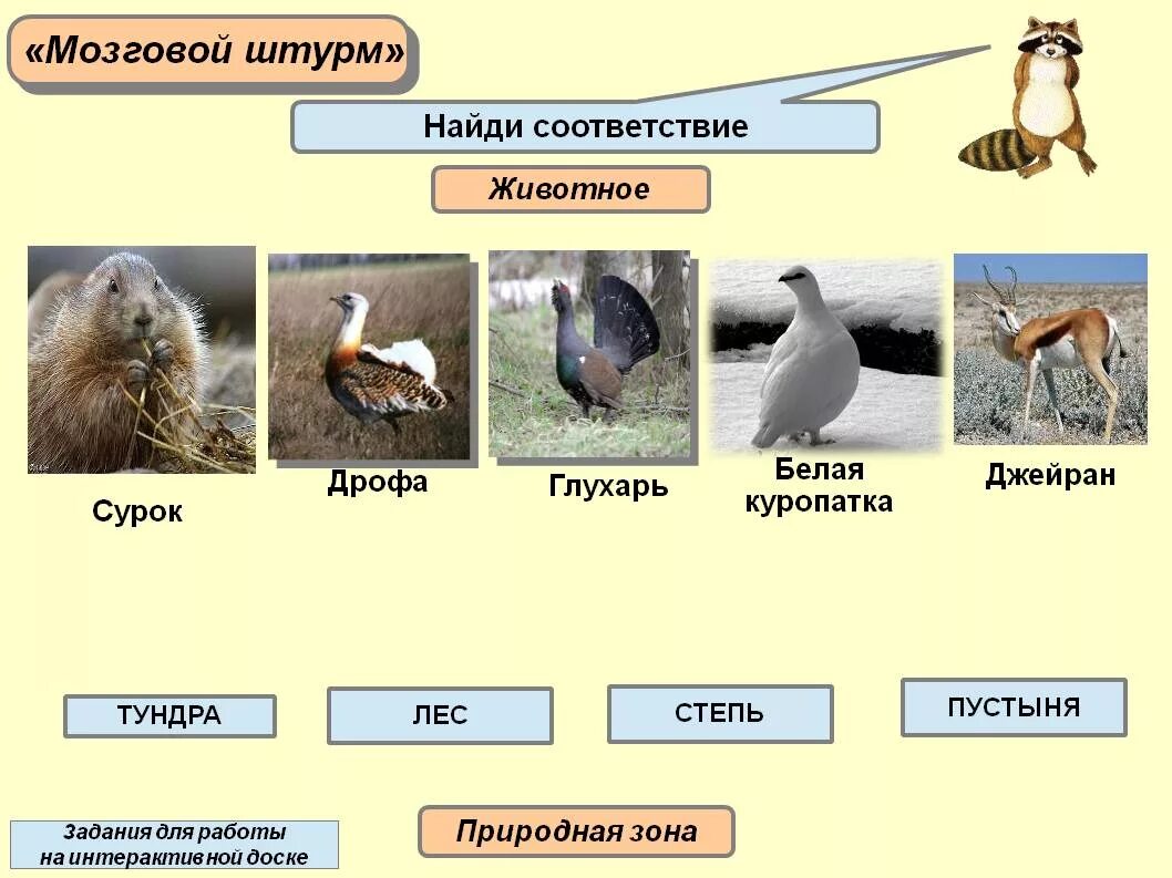 Растения и животные степи. Животные зон. Природные зоны России задания. Животный мир природных зон.