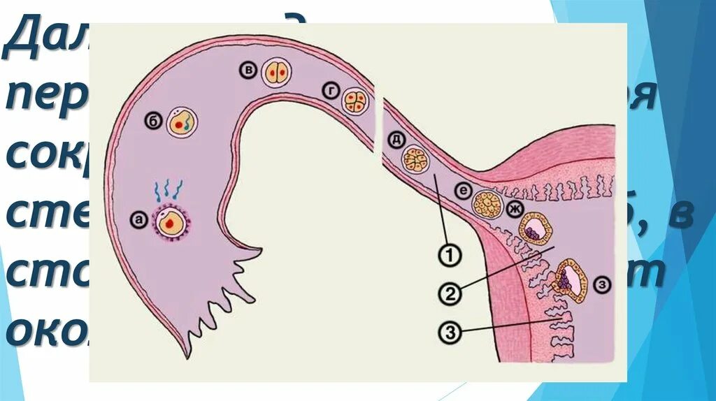 Как происходит оплодотворение ребенка. Имплантация бластулы в матку. Оплодотворение яйцеклетки в матке. Оплодотворение яйцеклетки в трубе. Оплодотворение зигота бластоциста.