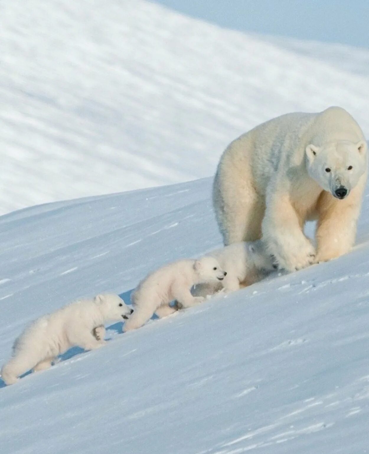 Белый медведь Ursus maritimus. Белый медведь с медвежатами. Полярный Медвежонок. Арктический медведь. Максимальная скорость белого медведя