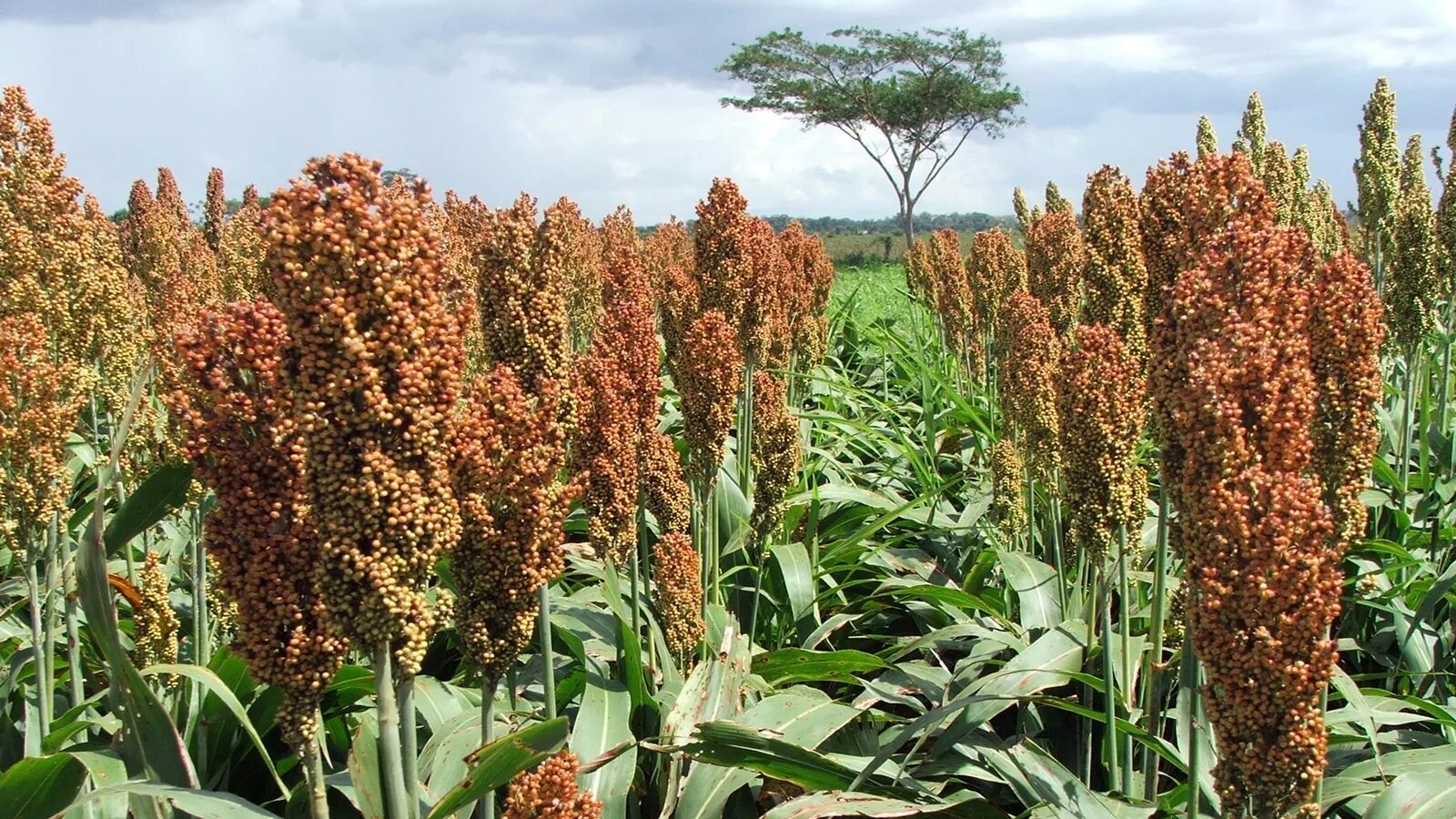 Сельское хозяйство китай сорго. Кубанская суданка. Посев сорго. Гаолян сорго. Посев сорго.