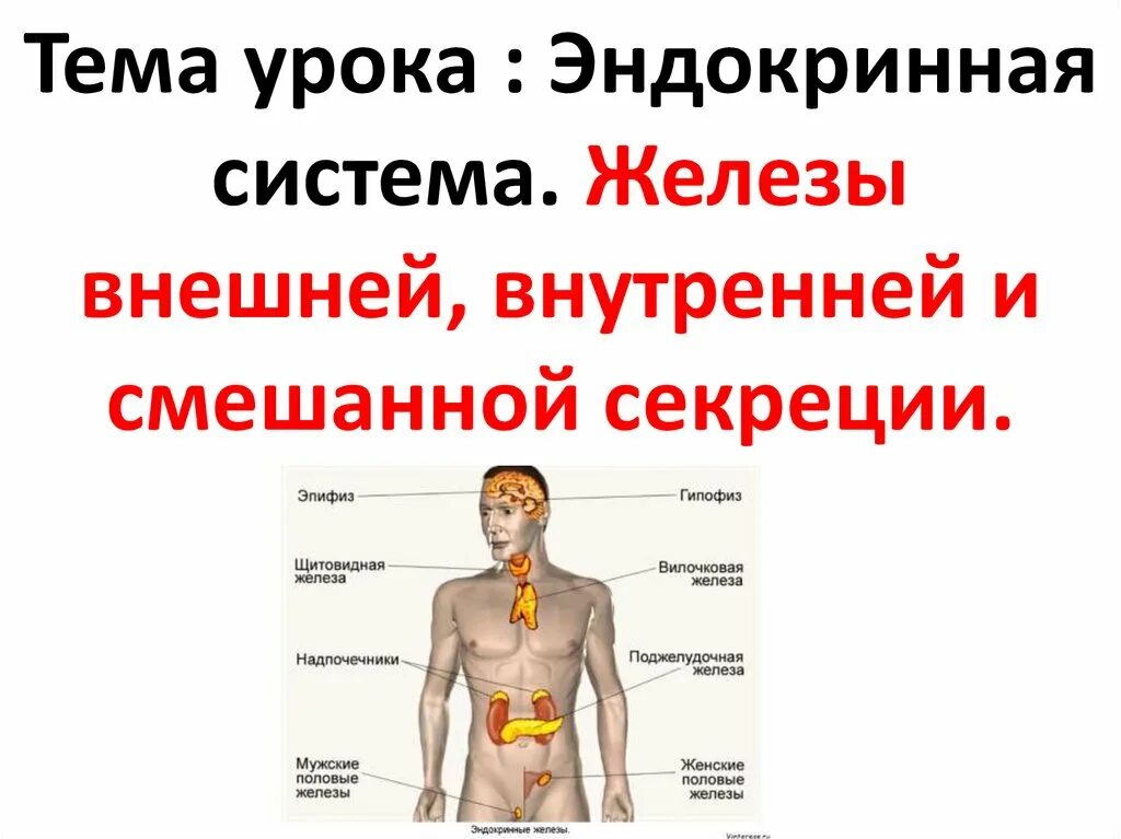 Эндокринная система. Эндокринная система человека 8 класс. Эндокринная система презентация. Эндокринная система железы внешней секреции. Железы внешней секреции биология 8 класс