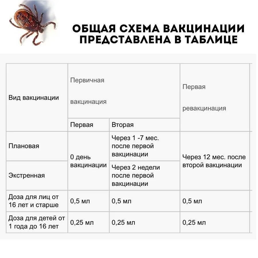 Активность клещей по месяцам. Клещ активность по месяцам. Стандартная схема вакцинации клещевого энцефалита таблица. Периоды активности клеящей. Прививка от клеща схема.