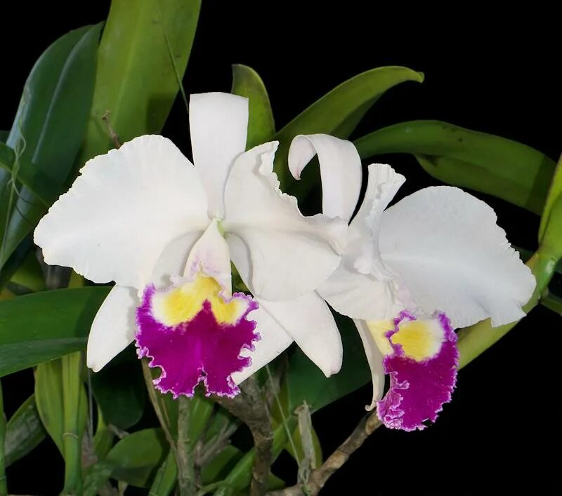 Cattleya Harold 'Alba'. Каттлея Jaguariuna. Каттлея Триумфанс. Орхидея Каттлея.