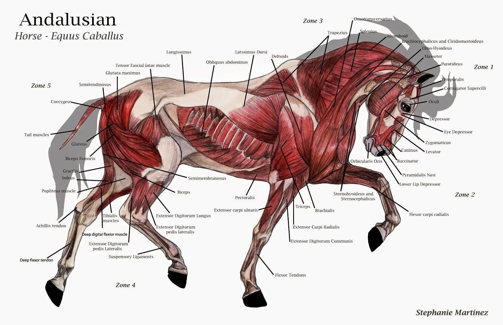 Сухожилие животных. Мышечное строение лошади. Анатомия задней конечности лошади. Поверхностные мышцы лошади анатомия. Анатомия лошади Ветеринария мышцы.