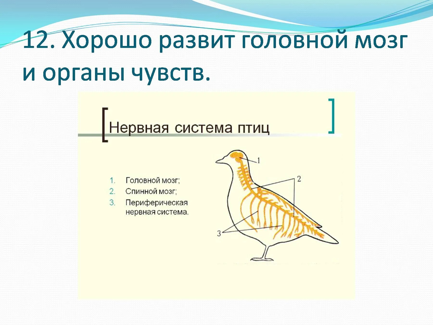 Класс птицы нервная. Схема нервной системы птицы биология 7 класс. Нервная система птиц 7 класс биология таблица. Нервная система система птиц. Нервная система птиц 7 класс.