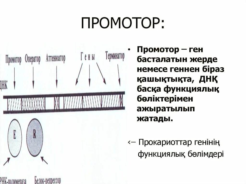 Промотор транскрипции. Промотор. структура гена промотор. промотор генов прокариот. промотор (биология).