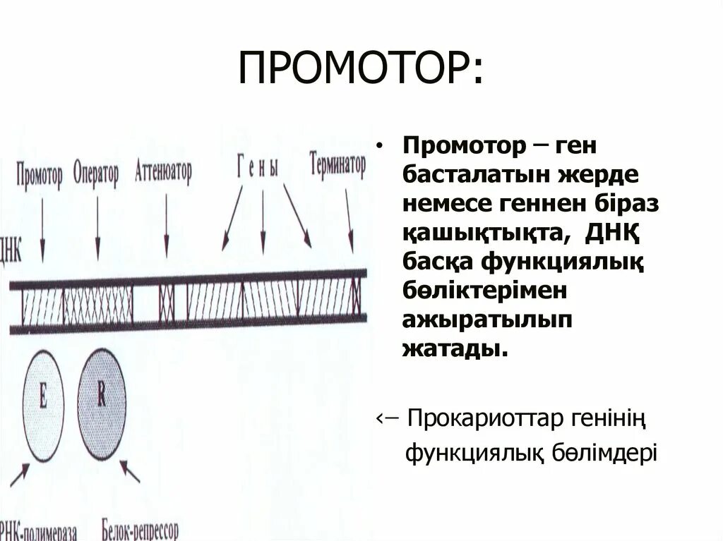 Участки структурного гена. Промотор. Структура Гена промотор. Промотор генов прокариот. Промотор (биология).