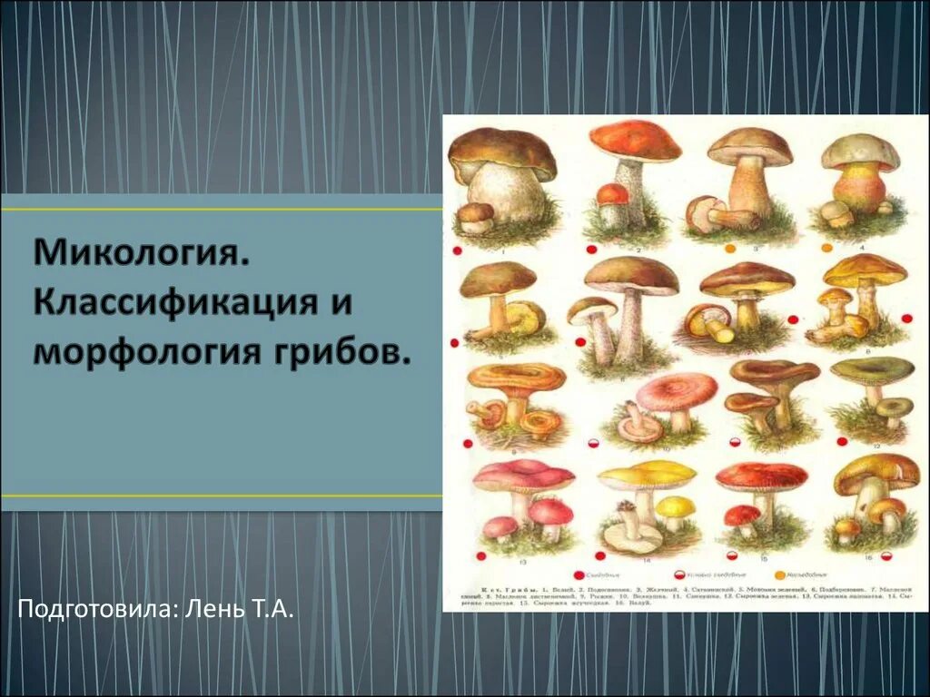 Наука про грибы. Микология классификация грибов. Микология грибы. Морфология грибов микология. Грибы систематика и классификация.