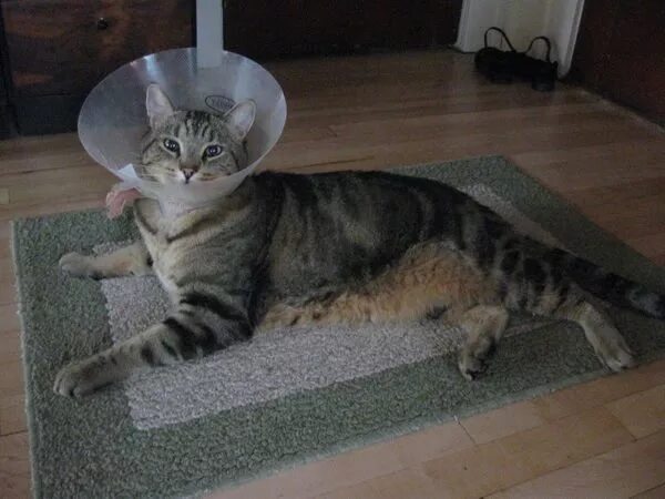 Кошка зализывает рану
