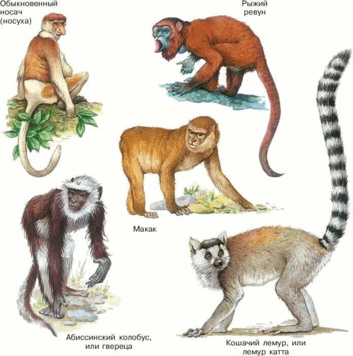 Приматы отряды млекопитающих. Высшие или плацентарные звери приматы. Приматы млекопитающие представители. Плацентарные приматы.