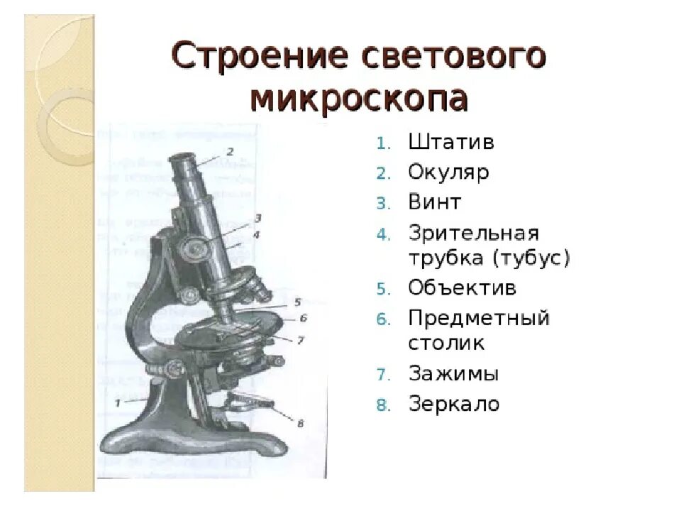 Микроскоп и его части 5 класс биология. Строение светового микроскопа 5 класс. Биология 5 кл строение микроскопа. Световой микроскоп строение. Устройство светового микроскопа 5 класс биология.