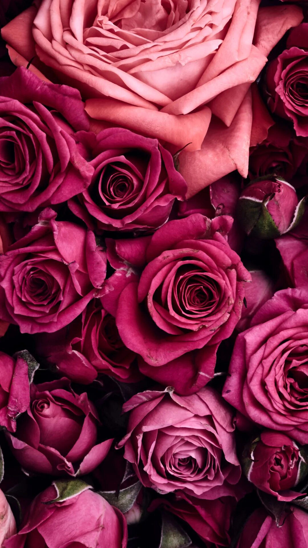Картинки розе на заставку телефона. Красивые бордовые цветы. Цветы розовые бордовые.