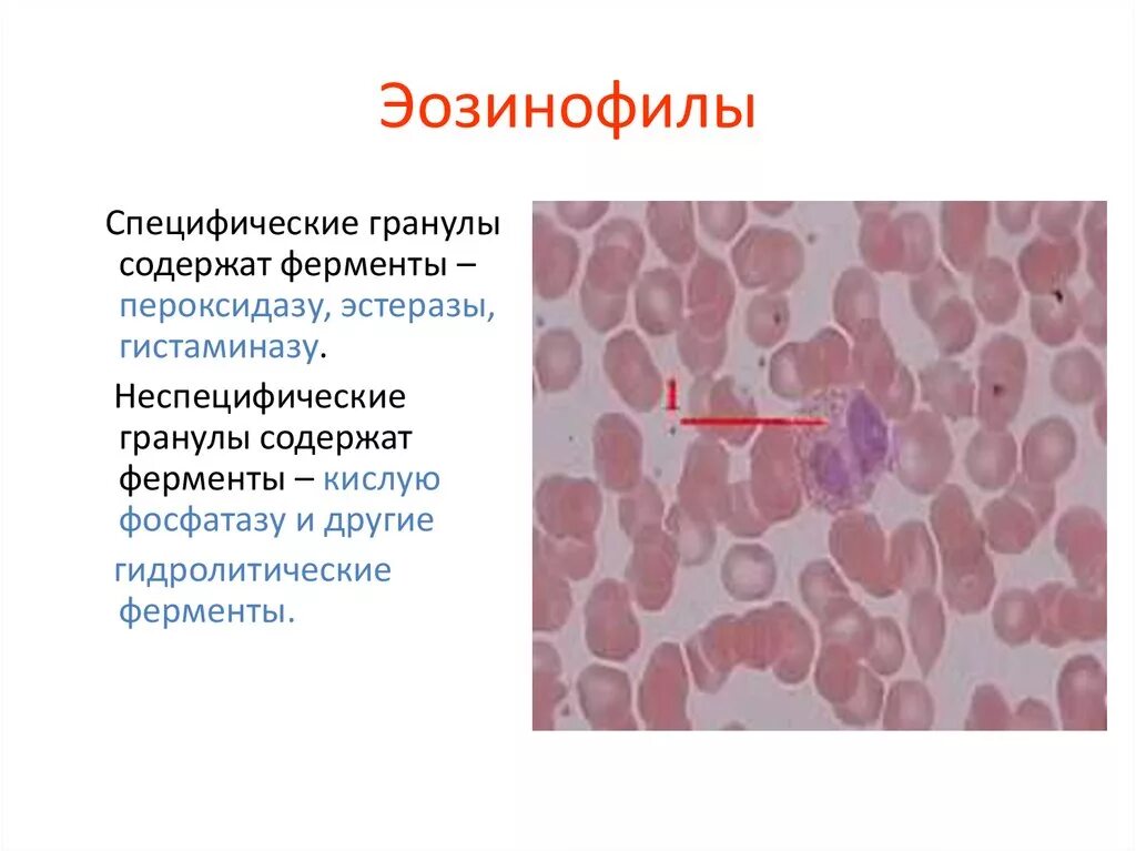 Эозинофилы химисостав гранул. Специфические гранулы эозинофилов. Эозинофилы азурофильные гранулы содержат. Свойства гранул эозинофилов. Неспецифические ферменты