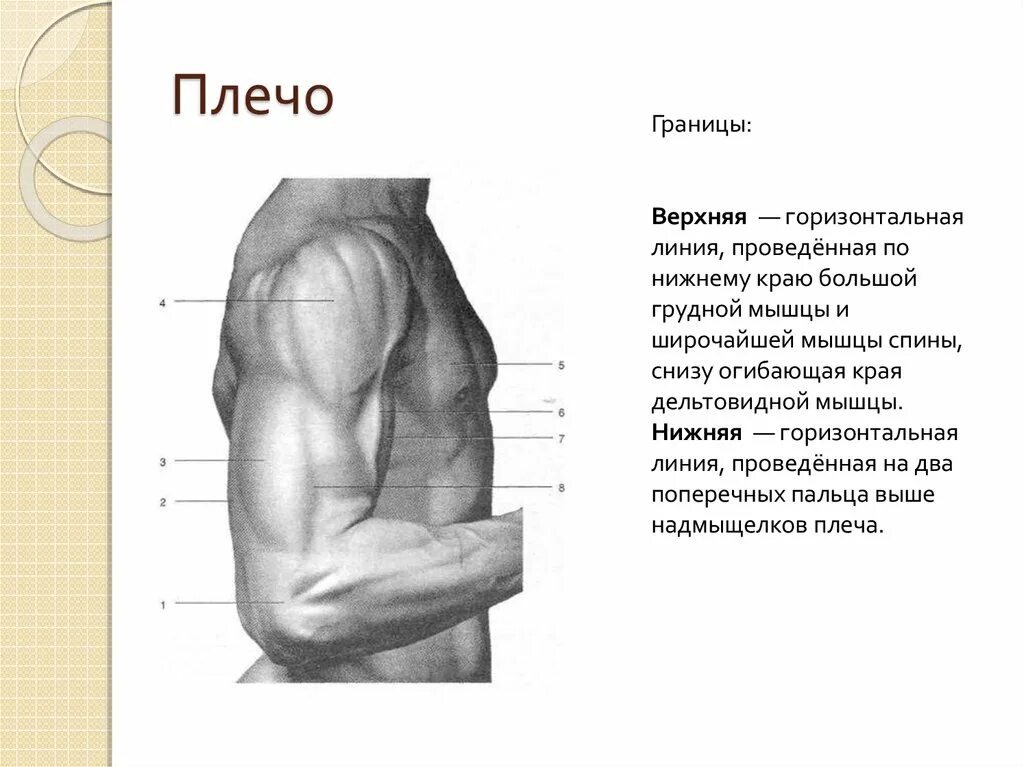 Где расположена верхнее. Предплечье человека. Плечо и предплечье. Плечо и предплечье у человека. Границы плеча топографическая анатомия.