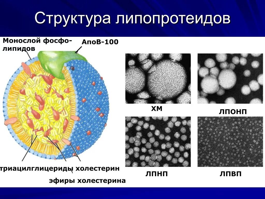 Строение липопротеидов биохимия. Строение частицы липопротеина. Липопротеинов очень низкой плотности (ЛПОНП. Липопротеины высокой плотности ЛПВП строение.