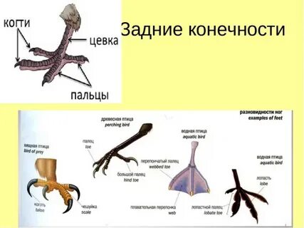 Класс птицы конечности